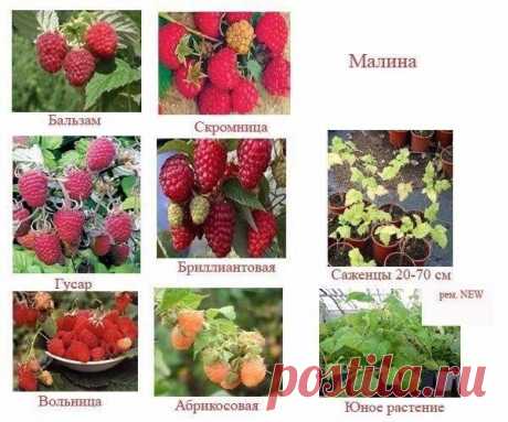 КАК УХАЖИВАТЬ ЗА МАЛИНОЙ - СОВЕТЫ ДЛЯ НАЧИНАЮЩИХ 

Малина очень вкусная и полезная ягода. При этом она, как и большинство садовых растений, требует определенного ухода. Как ухаживать за малиной и с чего начинать выращивание любых ягодных кустарников – интересует многих. И ответ на этот вопрос может быть следующим. 

Чтобы малина хорошо росла и долго плодоносила, необходимо посадить ее по определенным правилам: участок для посадки должен быть с плодородной почвой; расстояни...