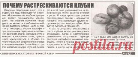 ПОЧЕМУ ОБРАЗУЮТСЯ ТРЕЩИНЫ на КЛУБНЯХ и ПУСТОТЫ - Картофель - ДАЧНЫЕ СТРАСТИ - Каталог статей - Персональный сайт