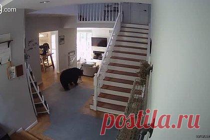 Крупный наглый медведь украл курицу из дома женщины и попал на видео. В США черный медведь пробрался в дом жительницы штата Коннектикут, открыл холодильник и украл пакет с мороженой курицей. Инцидент произошел в среду, 11 октября, в городе Бархамстед и был записан камерами видеонаблюдения. В ролике видно, что крупный медведь бродил по дому, а потом направился на кухню.