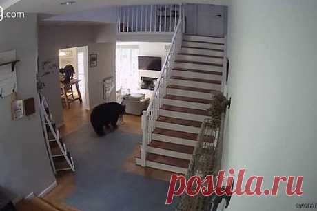 Крупный наглый медведь украл курицу из дома женщины и попал на видео. В США черный медведь пробрался в дом жительницы штата Коннектикут, открыл холодильник и украл пакет с мороженой курицей. Инцидент произошел в среду, 11 октября, в городе Бархамстед и был записан камерами видеонаблюдения. В ролике видно, что крупный медведь бродил по дому, а потом направился на кухню.