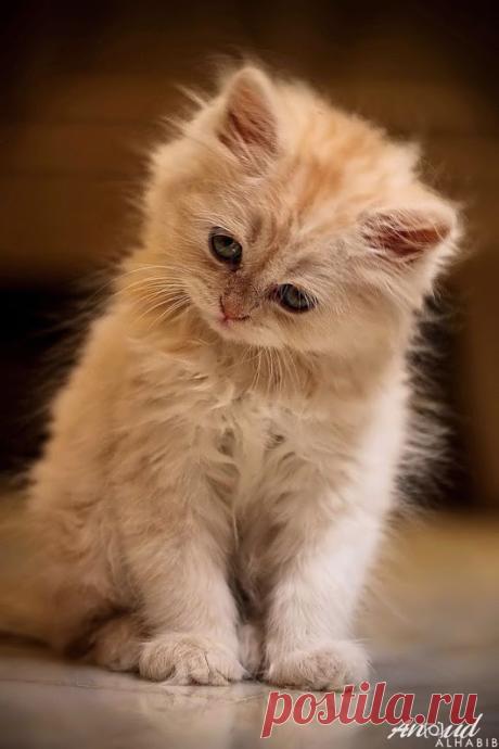 WOA Animal – Google+