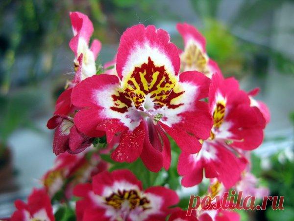 Схизантус - экзотический клумбовый однолетник