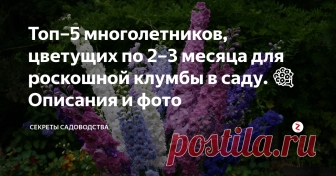 Топ–5 многолетников, цветущих по 2–3 месяца для роскошной клумбы в саду.  💐 Описания и фото Хотите украсить свою дачу или участок у дома красивыми цветами, которые будут радовать глаз и вызывать белую зависть у соседей?☺ Предлагаю подборку 5 красивых растений для клумбы, цветущих почти всё лето.
Расскажите о своих любимых цветущих многолетниках в комментариях!
1💐 Астра альпийская
Пышные кустики альпийской астры