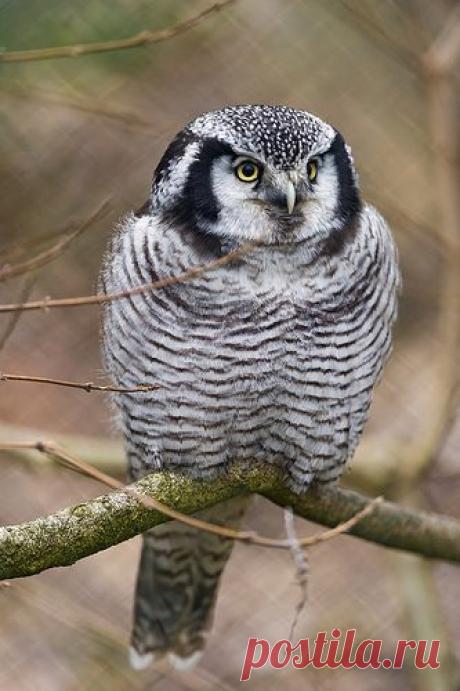 Найдено на сайте flickr.com.