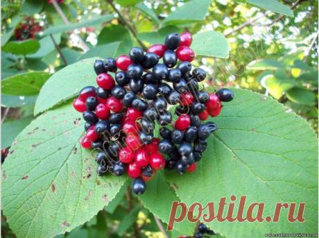 Гордовина — калина черная — 6 соток