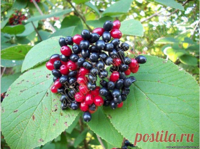 Гордовина — калина черная — 6 соток