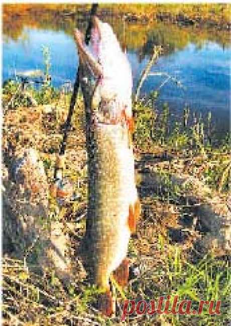 Щучья “свечка”  
Многим рыболовам, посещающим Оку выше города Павлово, хорошо известны рыболовные места ее левобережья. Десятки больших и малых озер, а также стариц и затонов раскинулись на низком берегу любимой р…