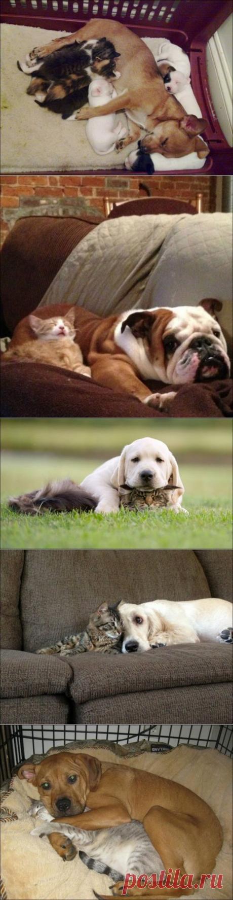 Милые котики и собачки / Питомцы