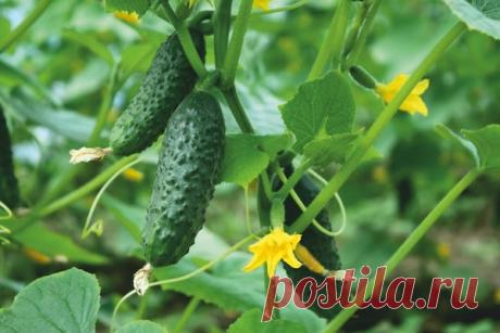 Огурцы на стимуляторах плодоносят до самых заморозков