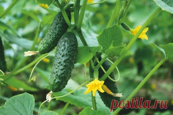 Огурцы на стимуляторах плодоносят до самых заморозков