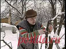 Мои подписки