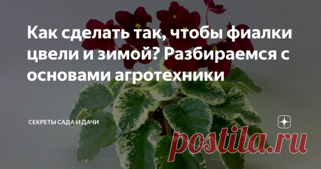 Как сделать так, чтобы фиалки цвели и зимой? Разбираемся с основами агротехники 
Задача любящего цветовода - дать растению то, что ему нужно. Хотя увы, как показывает практика, большая часть ошибок в уходе за сенполиями берёт своё начало не в недостатках, а