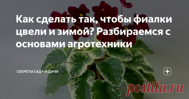 Как сделать так, чтобы фиалки цвели и зимой? Разбираемся с основами агротехники 
Задача любящего цветовода - дать растению то, что ему нужно. Хотя увы, как показывает практика, большая часть ошибок в уходе за сенполиями берёт своё начало не в недостатках, а