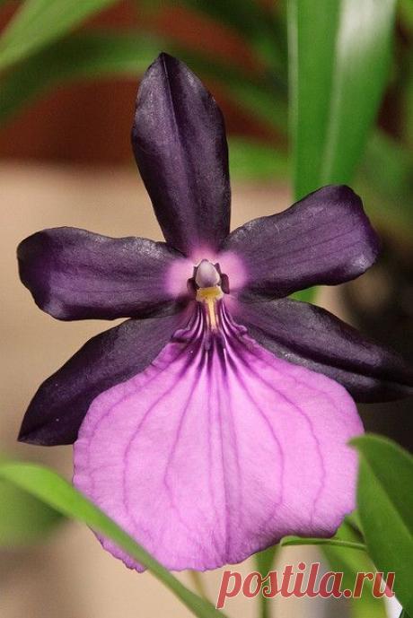 Ppflight Lucky приколол(а) это к доске Beautiful Flowers around the w…