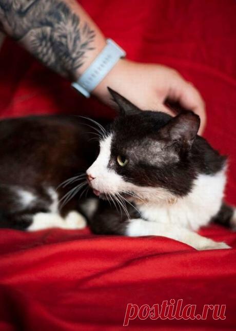 Замечательный котик Дартаньян ищет дом! Санкт-Петербург и ЛО – Животные ищут дом, пользователь Юлия Бельская | Группы Мой Мир