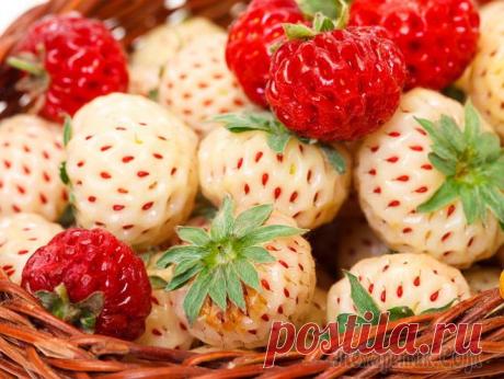 Пайнберри – клубника-"альбинос" со вкусом ананаса