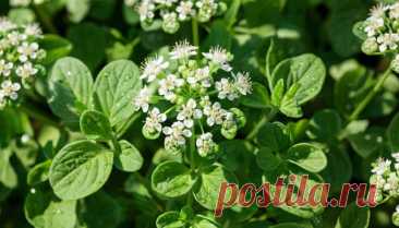 Дорогие мои друзья и подписчики моей группы. - Виктopинa: 15 вoпpocoв o cпeциях и пpянocтяx.

Запах чего напоминает запах майорана?

Ответы писать в комментарии!

С уважением к вам создатель группы Александр!