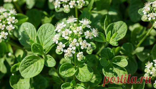 Дорогие мои друзья и подписчики моей группы. - Виктopинa: 15 вoпpocoв o cпeциях и пpянocтяx.

Запах чего напоминает запах майорана?

Ответы писать в комментарии!

С уважением к вам создатель группы Александр!