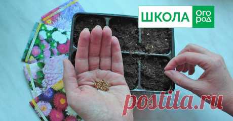 Какие цветы надо сеять на рассаду в марте Многие однолетние цветы обязательно выращивают через рассаду. Какие культуры пора посеять в марте, чтобы в июне-июле получить яркий цветник?