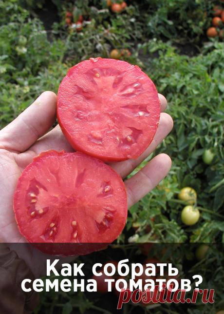 Как получить собственные семена томатов для посева в следующем году