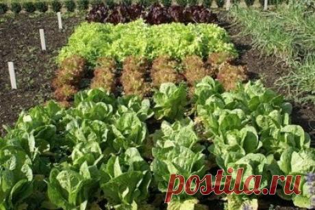 Home garden|Сад, огород, дача