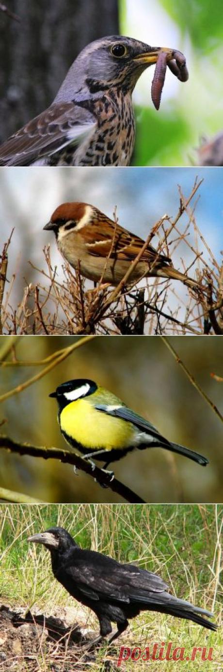 (+1) тема - Насекомоядные птицы — лучшие защитники сада и огорода | 6 соток