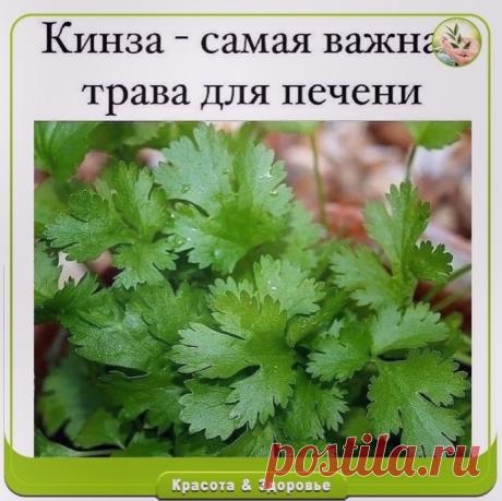ΚИΗЗА - САΜАЯ ΒАЖΗАЯ ТРАΒА ДЛЯ ΠΕЧΕΗИ!