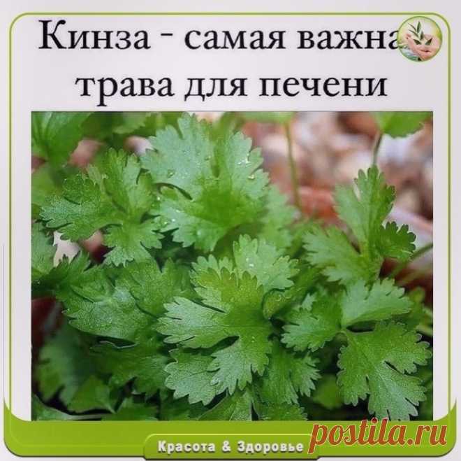 ΚИΗЗА - САΜАЯ ΒАЖΗАЯ ТРАΒА ДЛЯ ΠΕЧΕΗИ!