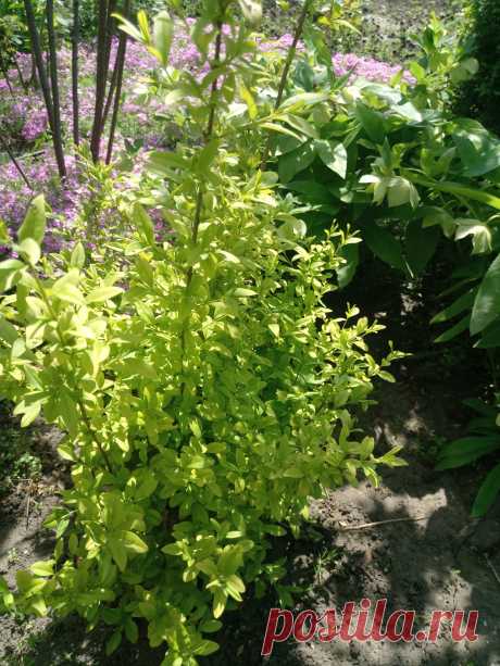 Бирючина обыкновенная &quot;Ауреа&quot; (Ligustrum vulgare &quot;Aurea&quot;)