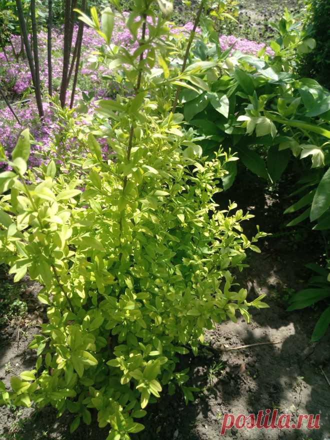 Бирючина обыкновенная "Ауреа" (Ligustrum vulgare "Aurea")