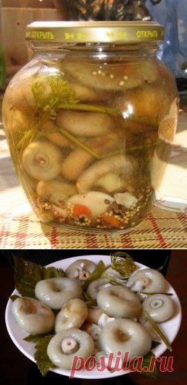 Как солить грибы волнушки: пикантные заготовки на зиму
