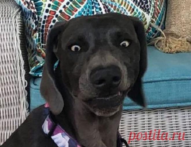 Забавная реакция собаки на беременную хозяйку