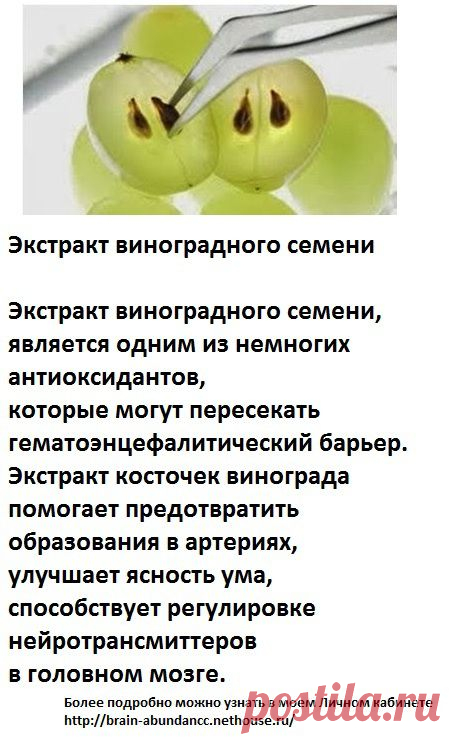 Основные ингредиенты Продукта Брейн Фул Плюс:
Экстракт виноградного семени
 Является одним из немногих антиоксидантов, которые могут пересекать гематоэнцефалитический барьер. Экстракт косточек винограда помогает предотвратить образования в артериях, улучшает ясность ума, способствует регулировке нейротрансмиттеров в головном мозге.