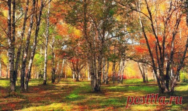 35PHOTO - Михаил Пилипенко - Осенний лес.