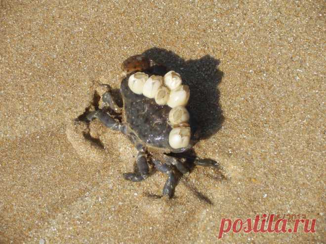 морские гады