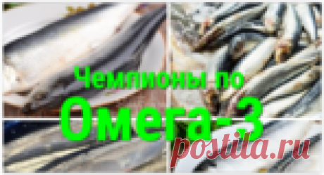 4 НЕДОРОГИЕ РЫБЫ НА БУКВУ «С», КОТОРЫЕ ПОКОРЯТ ВАС СВОЕЙ ПОЛЬЗОЙ!