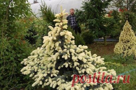 (23) Одноклассники