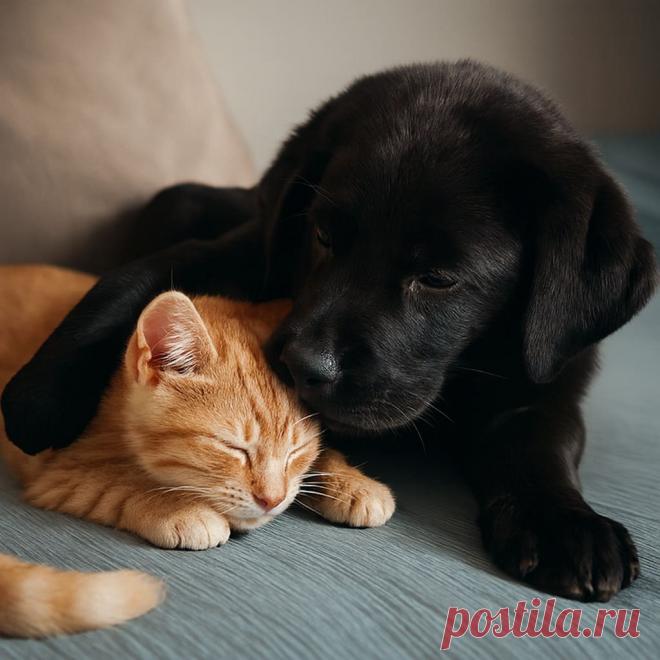 Два калеки - OGADANIE.RU