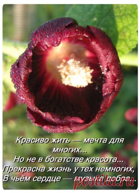 Лучшее из YOU TUBE
ЛЮДМИЛА БУЛЫК