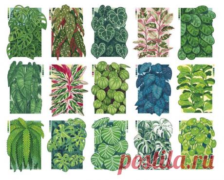 Рисуем тропические растения. Городские джунгли. Doki Rosi