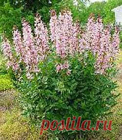 Дача ВИКТОРиЯ: Ясенец – неопалимая купина

Ясенец - так растение прозвали за его листья, похожие на листья ясеня. В народе его также называют ясень-трава, ясенник, царь-трава и эфирник, т.к. растения выделяют эфирные масла, обладающие ароматом.