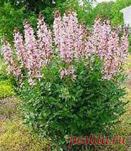 Дача ВИКТОРиЯ: Ясенец – неопалимая купина
Ясенец - так растение прозвали за его листья, похожие на листья ясеня. В народе его также называют ясень-трава, ясенник, царь-трава и эфирник, т.к. растения выделяют эфирные масла, обладающие ароматом.