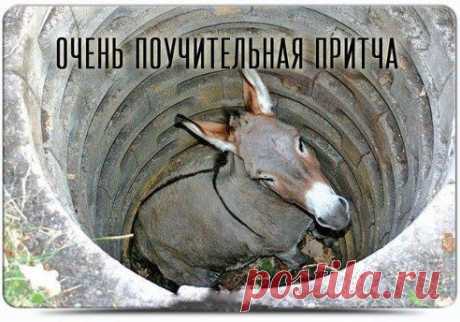 Однажды осел упал в колодец и стал громко вопить, призывая на помощь. На его крики прибежал хозяин ослика и развел руками - ведь вытащить ослика из колодца было невозможно.Тогда хозяин рассудил так: «Осел мой уже стар, и ему недолго осталось, а я все равно хотел купить нового молодого осла.