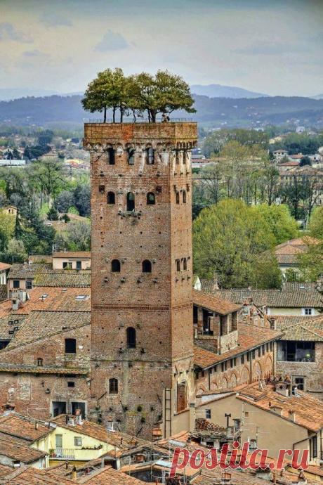 Torre Guinigi in Lucca, Tuscany