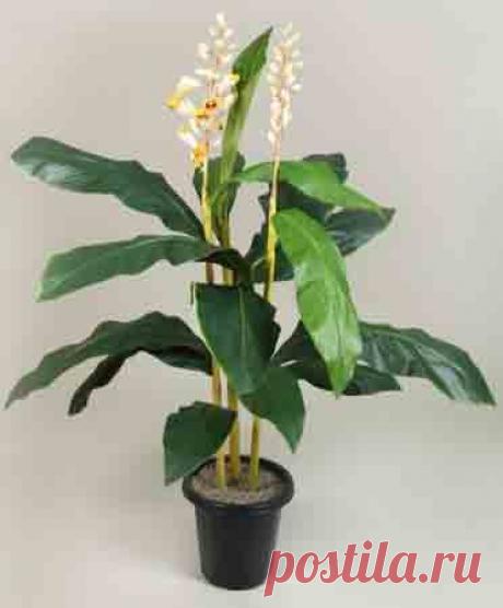 Можно ли вырастить имбирь в домашних условиях или на даче из корня