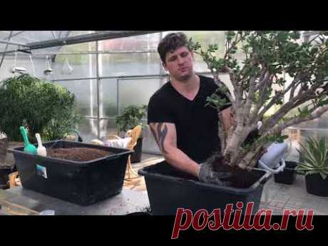 Пересаживаем денежное дерево (Crassula ovata) - YouTube