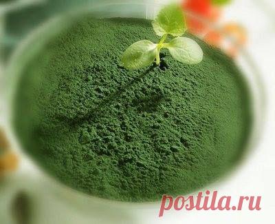 (93) Наши Растюхи - 🍃🍃🍃🍃🍃🍃🍃🍃🍃🍃🍃🍃🍃🍃🍃 СПИРУЛИНА !!!!!!!. Что это такое и...