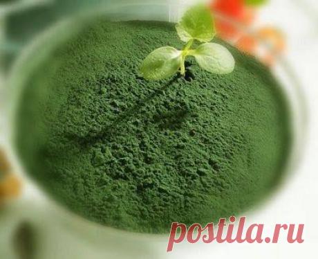 (93) Наши Растюхи - 🍃🍃🍃🍃🍃🍃🍃🍃🍃🍃🍃🍃🍃🍃🍃 СПИРУЛИНА !!!!!!!. Что это такое и...