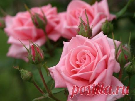 Цветы на фото для вас