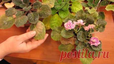 Что делать, чтобы фиалки цвели пышно: уход и правильная обрезка - Сабрина